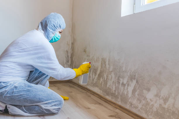 Licensed Mold Testing service in Herndon, VA - WQB Mold Removal