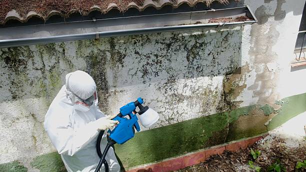 Top rated local Mold Testing specialists in Herndon, VA